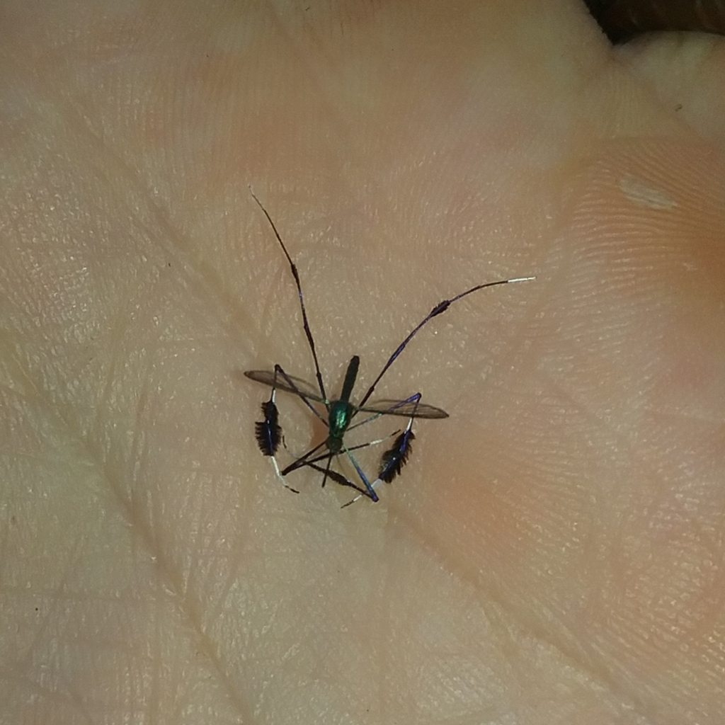 Sabethes belisarioi