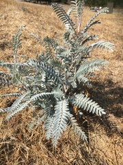 Astragalus asymmetricus