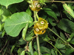 Macroscepis diademata