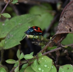 Labidomera suturella