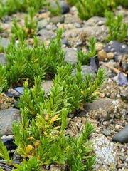 Lysimachia maritima