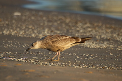 Larus argentatus