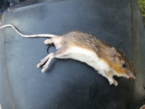 Gaumer's Spiny Pocket Mouse