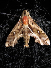 Hemeroplanes triptolemus