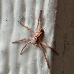 Philodromus dispar