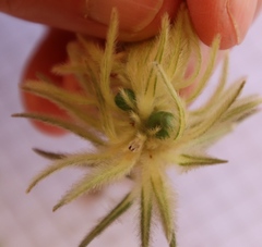 Phylica pubescens