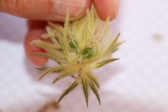 Phylica pubescens