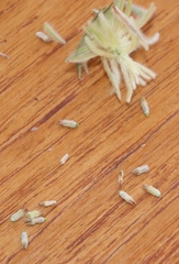 Phylica pubescens
