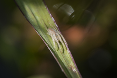 Larinia lineata