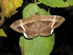 Hemeroblemma opigena