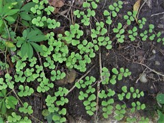 Adiantum tricholepis
