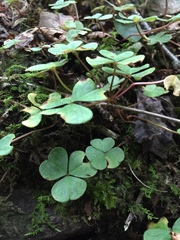 Oxalis