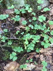 Oxalis