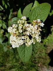 Viburnum rhytidophyllum