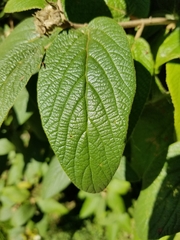 Viburnum rhytidophyllum