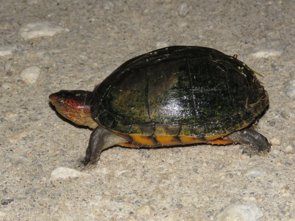 Red-cheeked Mud Turtle From El Espinal, Oax., México On September 18 