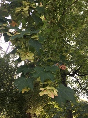 Acer cappadocicum