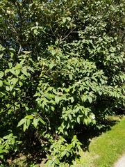 Viburnum rhytidophyllum