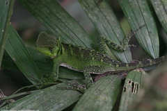 Enyalioides laticeps