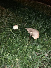 Chlorophyllum molybdites image