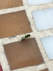 Microchrysa flaviventris