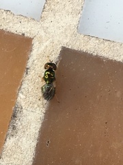 Microchrysa flaviventris