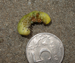 Cimbex femoratus