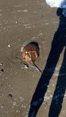 Limulus polyphemus