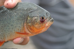 Pygocentrus nattereri