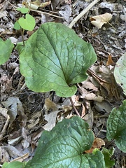 Smilax ecirrhata