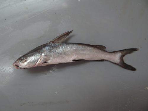 Colombiaanse haaimeerval (Ariopsis seemanni) — Ariidae — 2