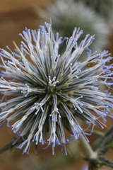 Echinops spinosissimus bithynicus