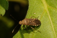 Catorhintha selector