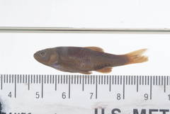 Mexican Red Shiner photo 1