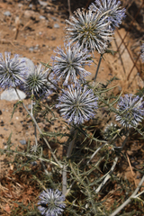 Echinops spinosissimus bithynicus