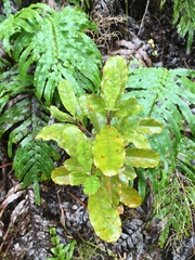 Coprosma dodonaeifolia