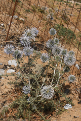 Echinops spinosissimus bithynicus