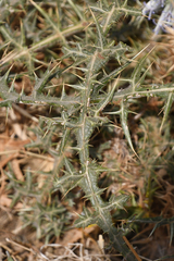 Echinops spinosissimus bithynicus