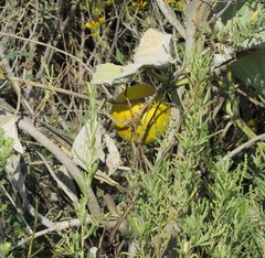Cucurbita foetidissima