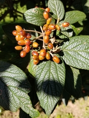 Viburnum rhytidophyllum