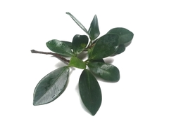 Ficus microcarpa hillii