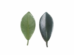 Ficus microcarpa hillii