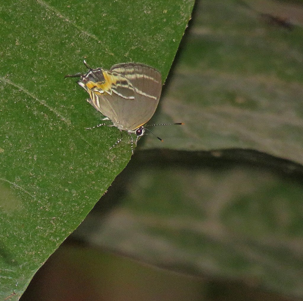Thecla terentia