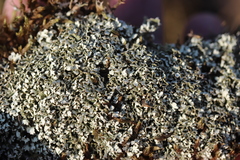 Cladonia foliacea