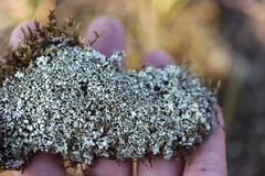 Cladonia foliacea
