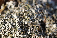 Cladonia foliacea