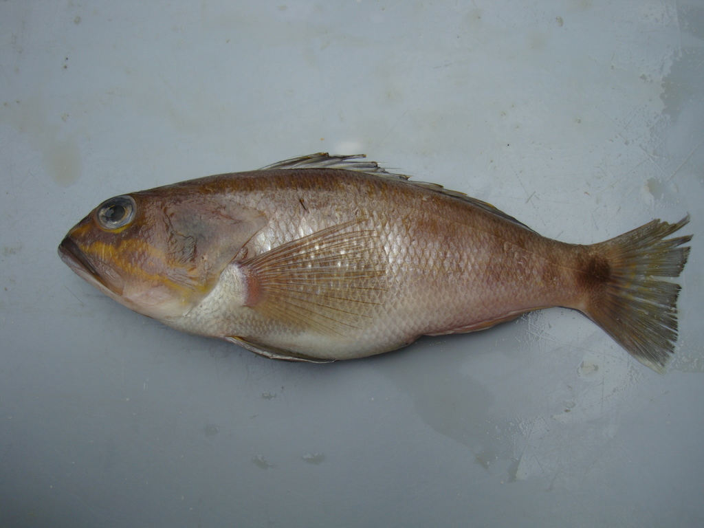 Orange-Spotted Sand Perch
