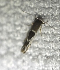 Stathmopoda megathyma