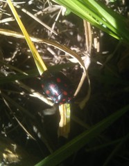 Pachycoris
