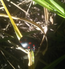 Pachycoris